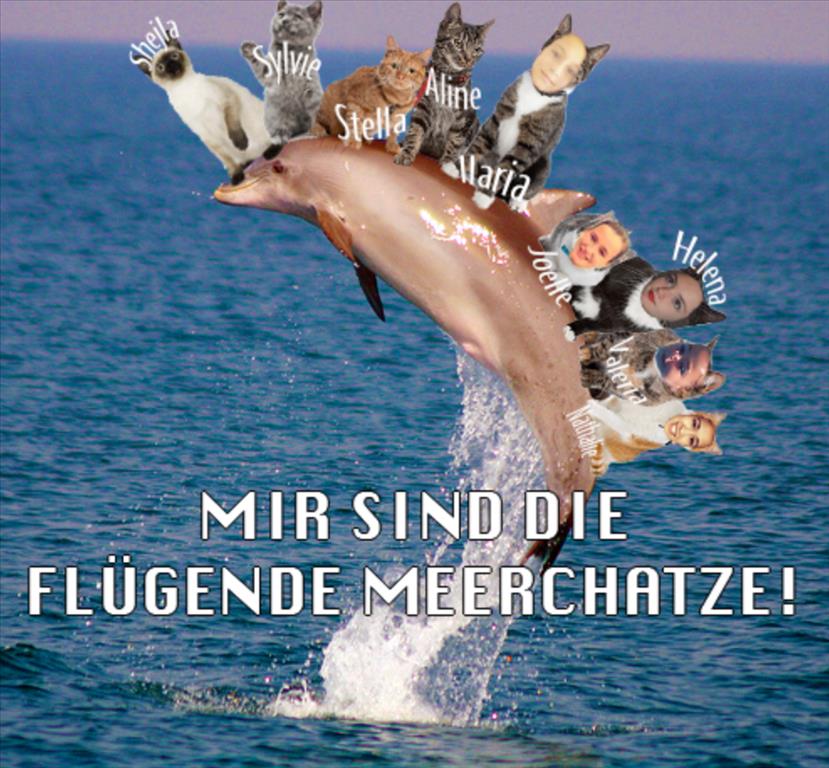 Gruppe 5 blau Meerchatze